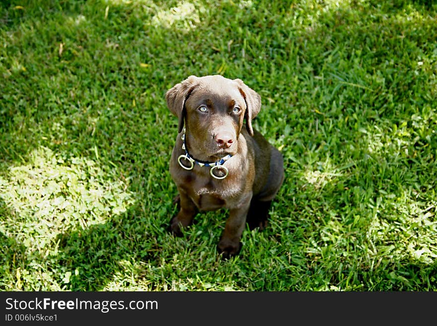 Chocolate Labrador Retriever Puppy