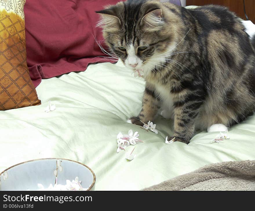 Cat eating Jasmine Flowers. Cat eating Jasmine Flowers