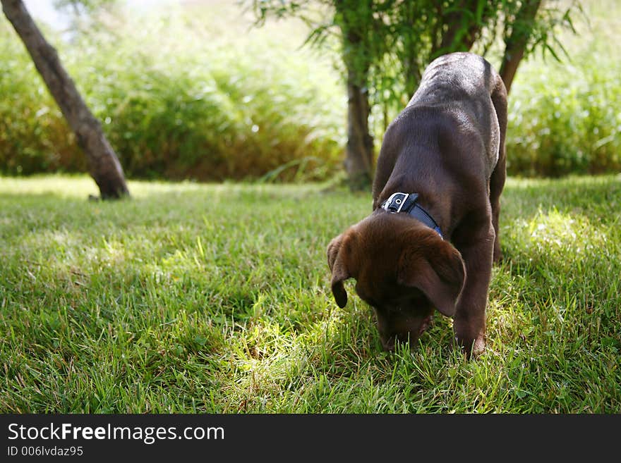 Chocolate Labrador Retriever Puppy