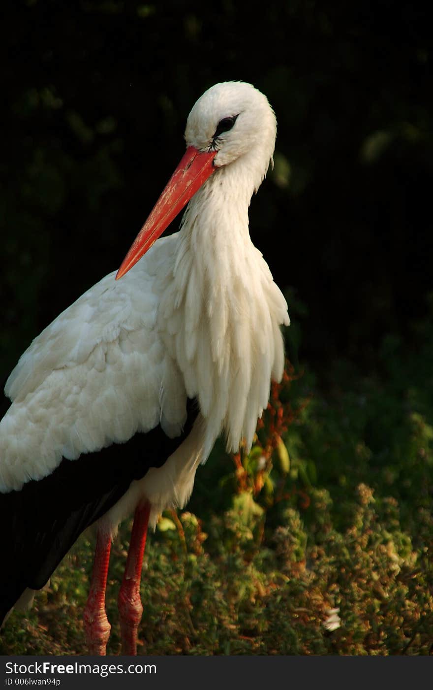 A white stork captured in a zoo in germany,. A white stork captured in a zoo in germany,