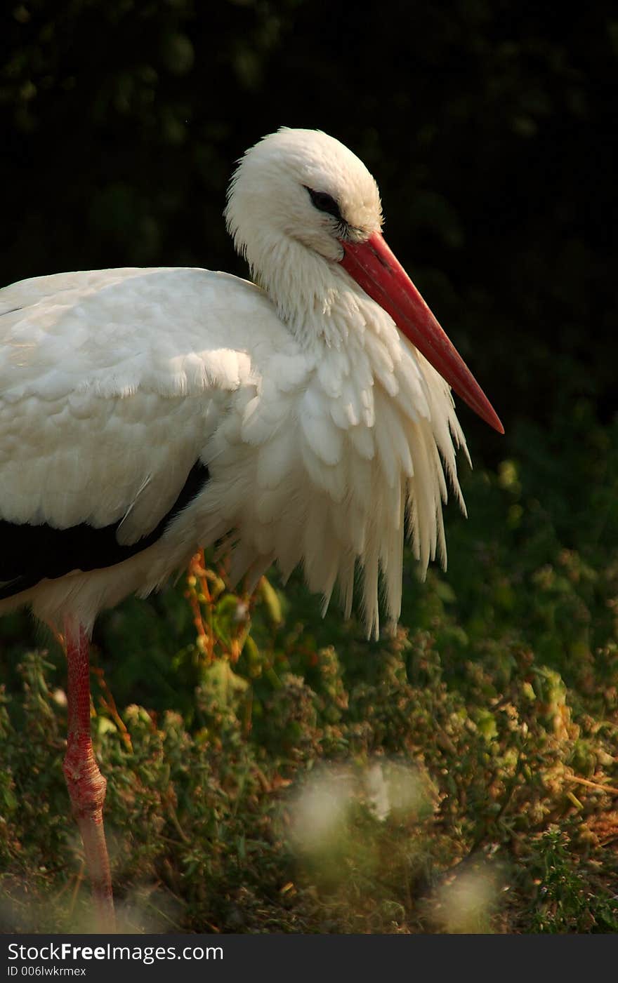 White stork blowing its feather