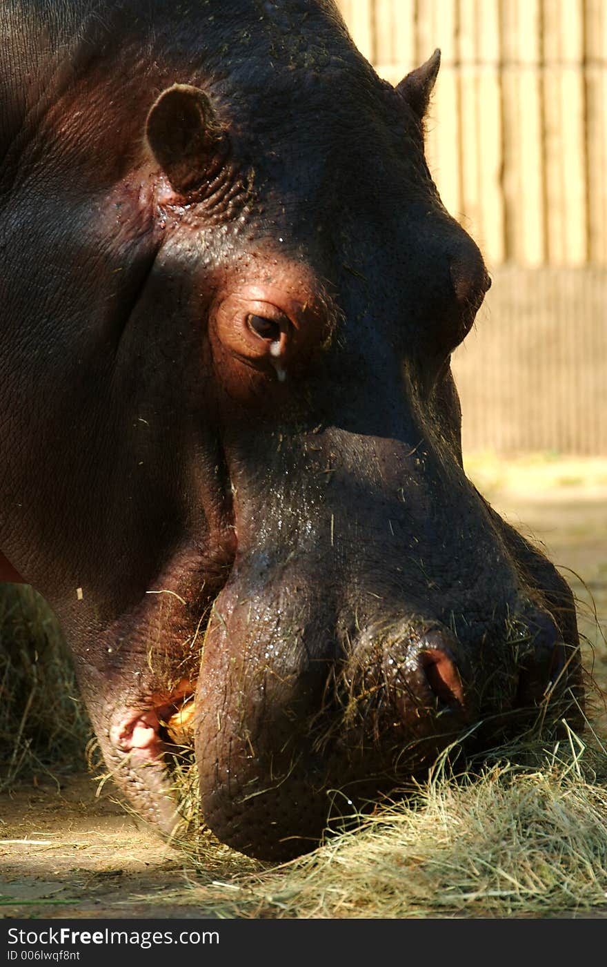 Eating hippo in a zoo.