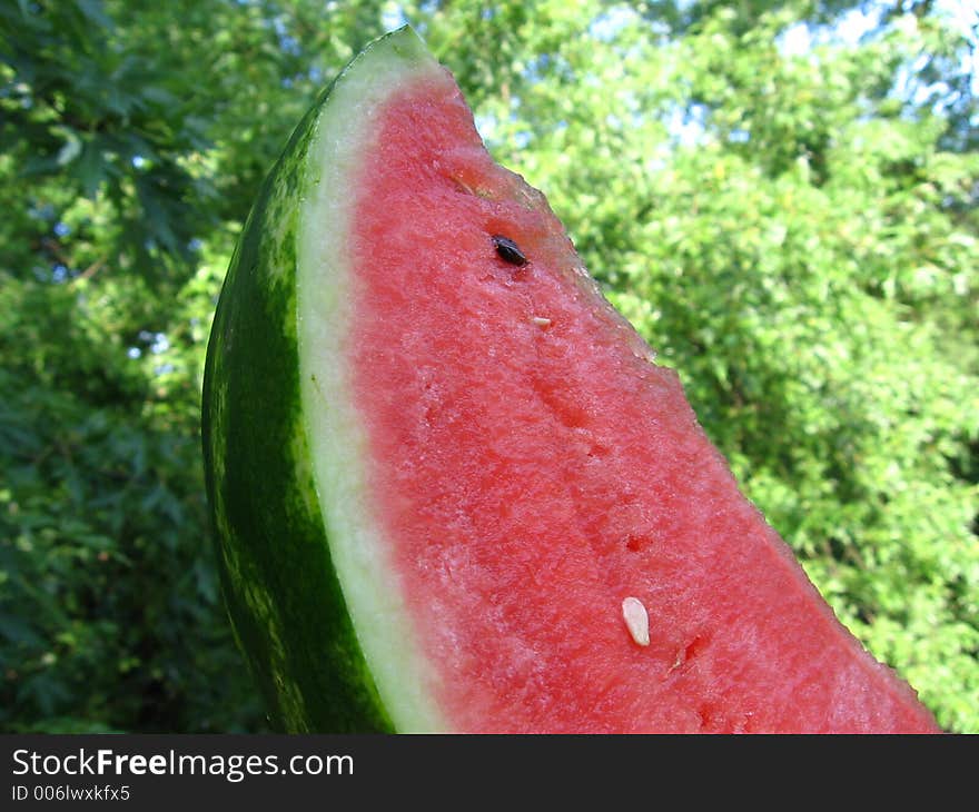 Watermelon on greenery background