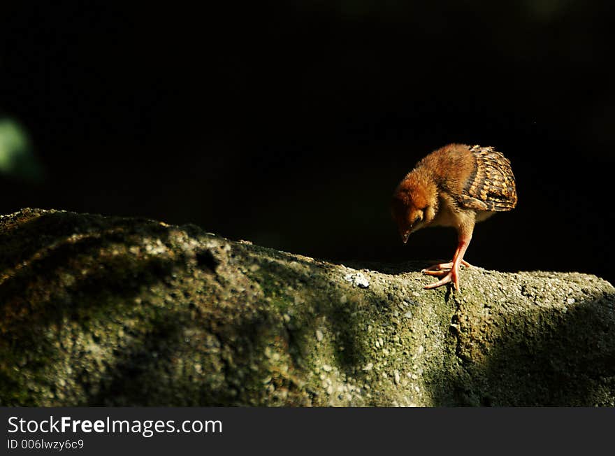 Young biddy leaved the nest to climb on the rocks. Young biddy leaved the nest to climb on the rocks.