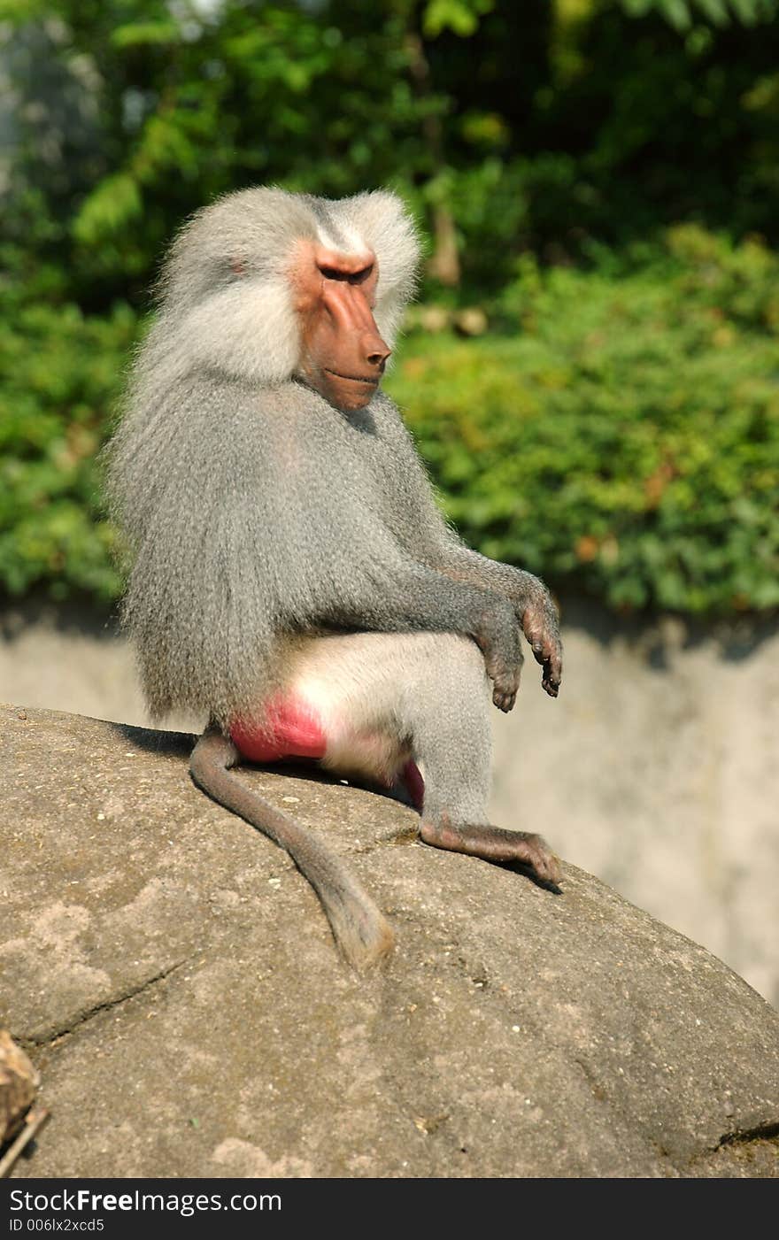 Baboonchief on the rocks. Baboonchief on the rocks.