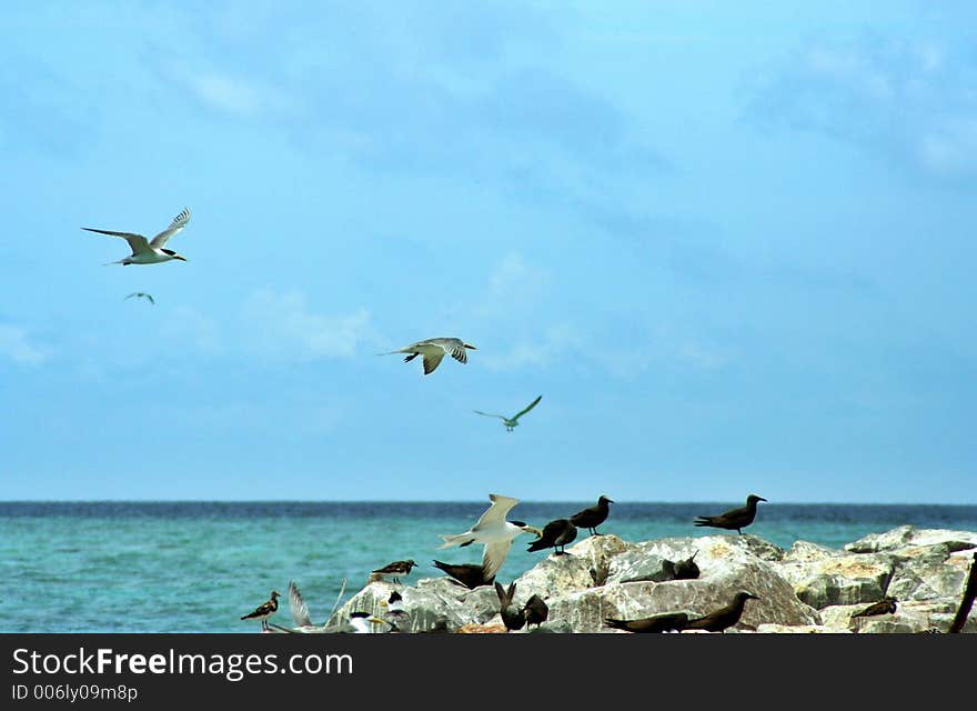 Few species of seabirds