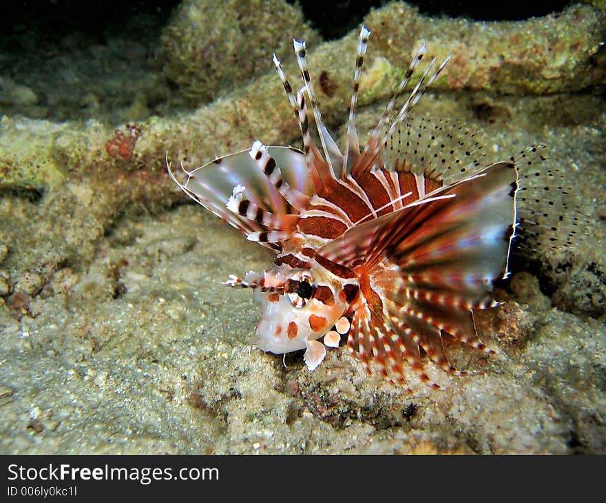 Zebra Lionfish