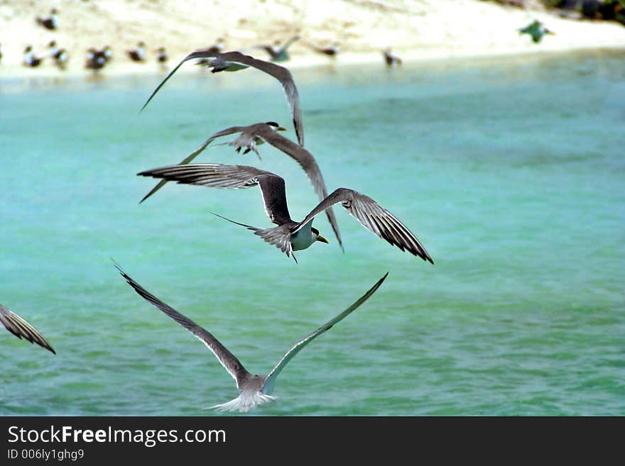 Marine Terns Flying