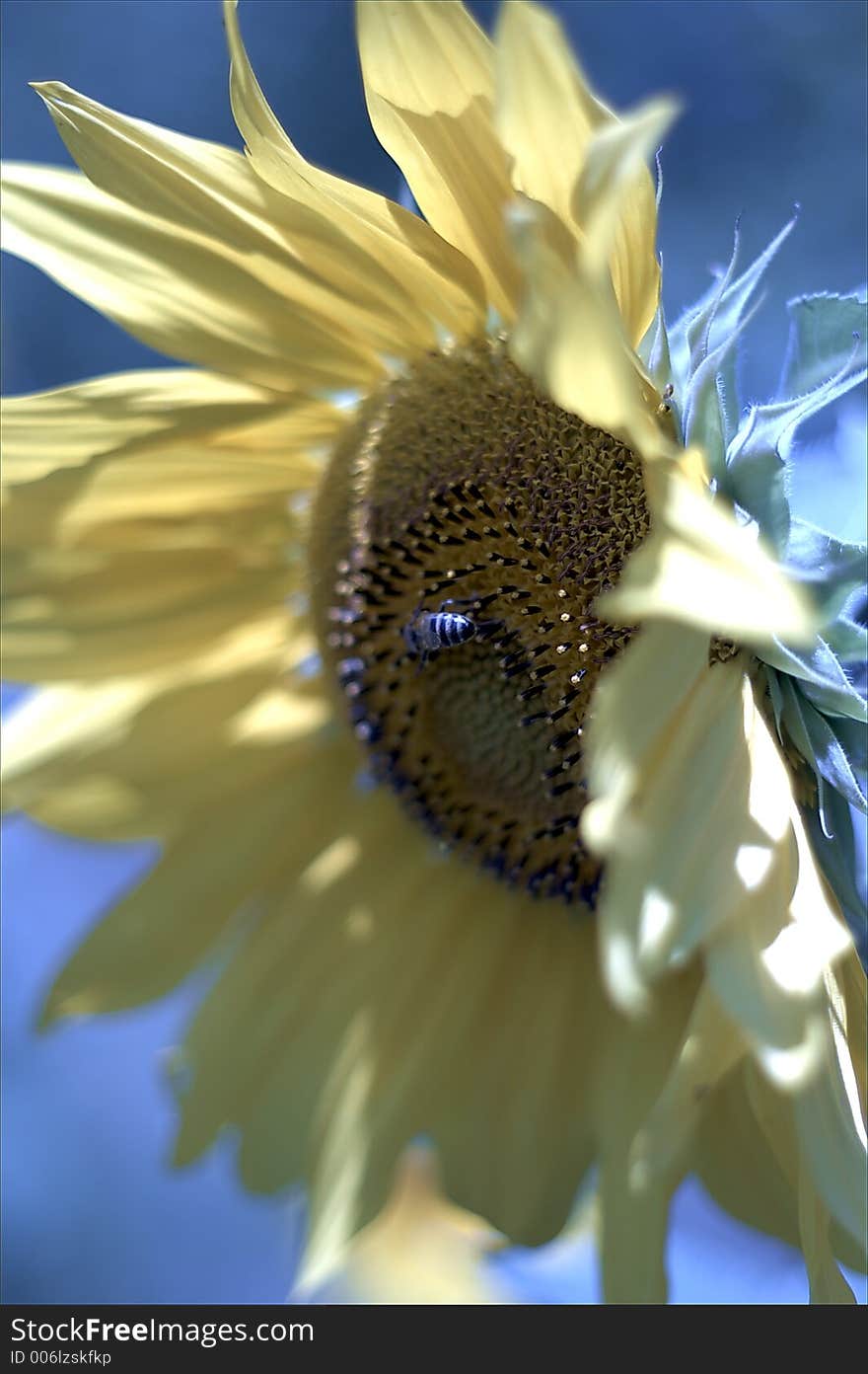 Bee and Sunflower. Neon light