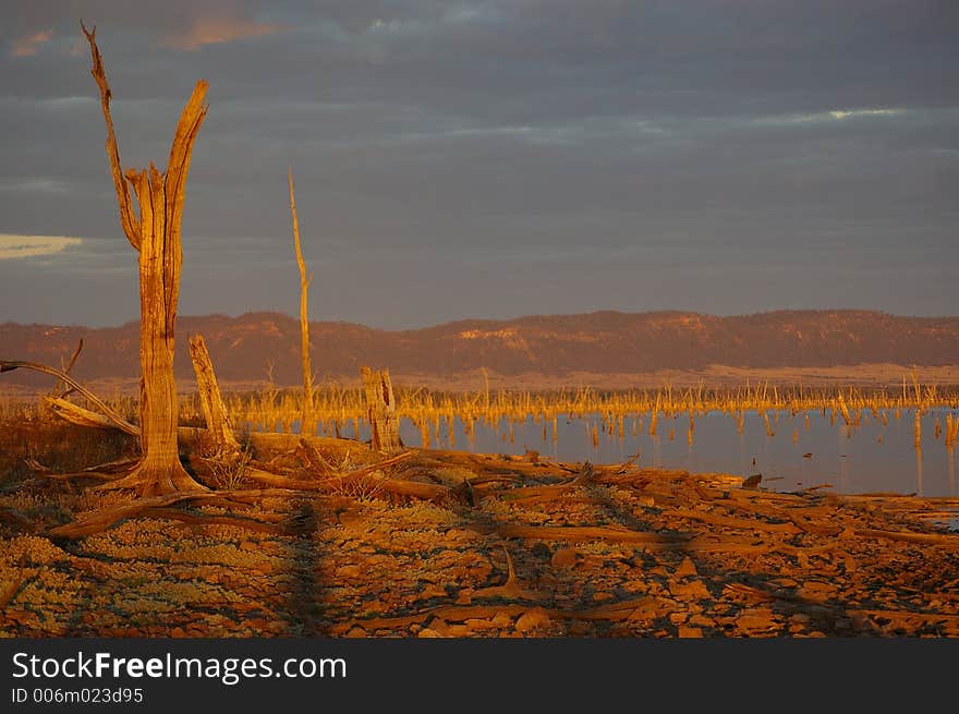 Tree stump