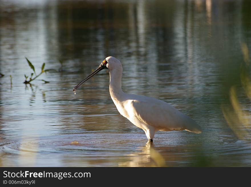 Spoon Bill bird in a lake