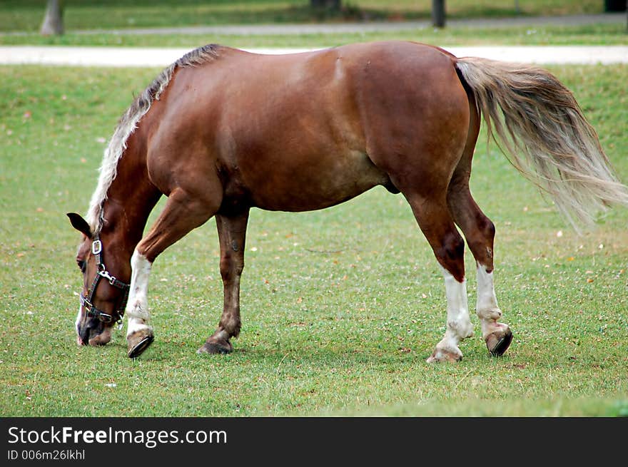 Horse on a green grass