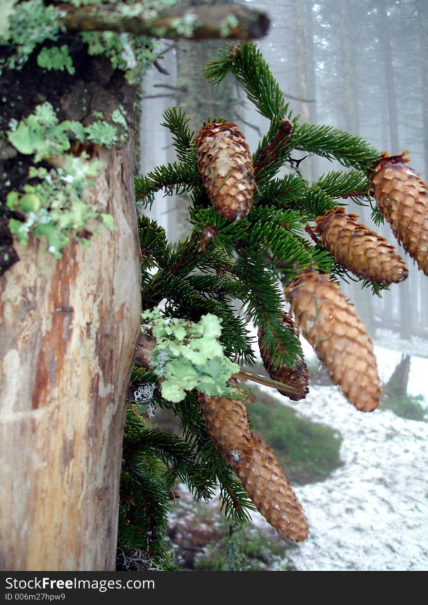 Beauty In Forest