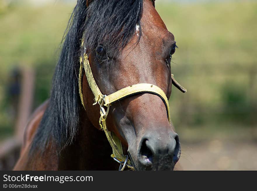 Portrait of stallion