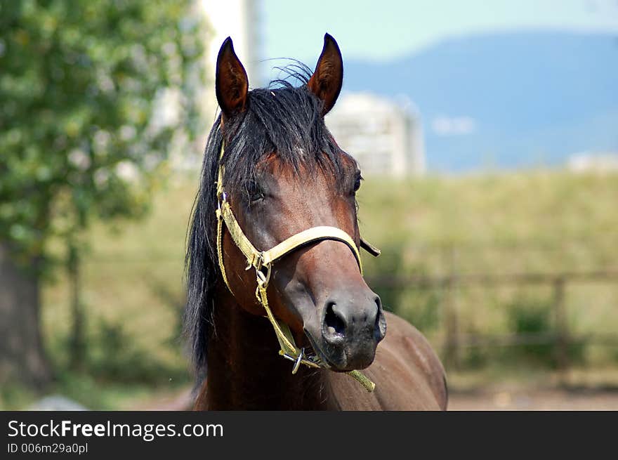 Portrait of stallion