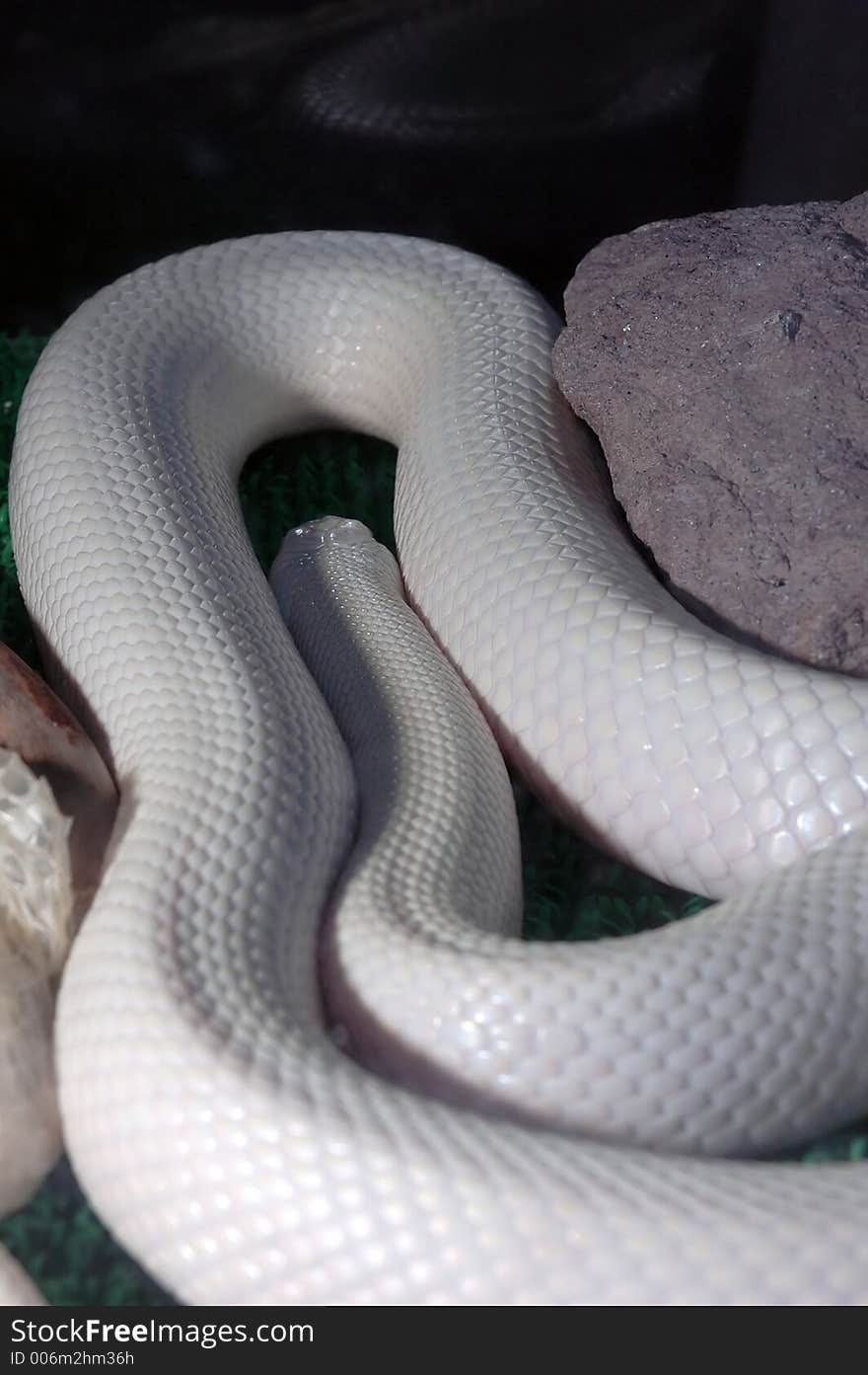 The albino with its downcast old skin. The albino with its downcast old skin