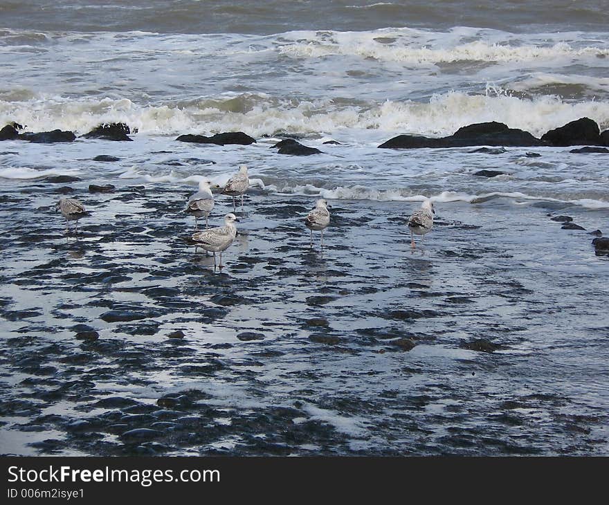 gulls - Holland cold North sea