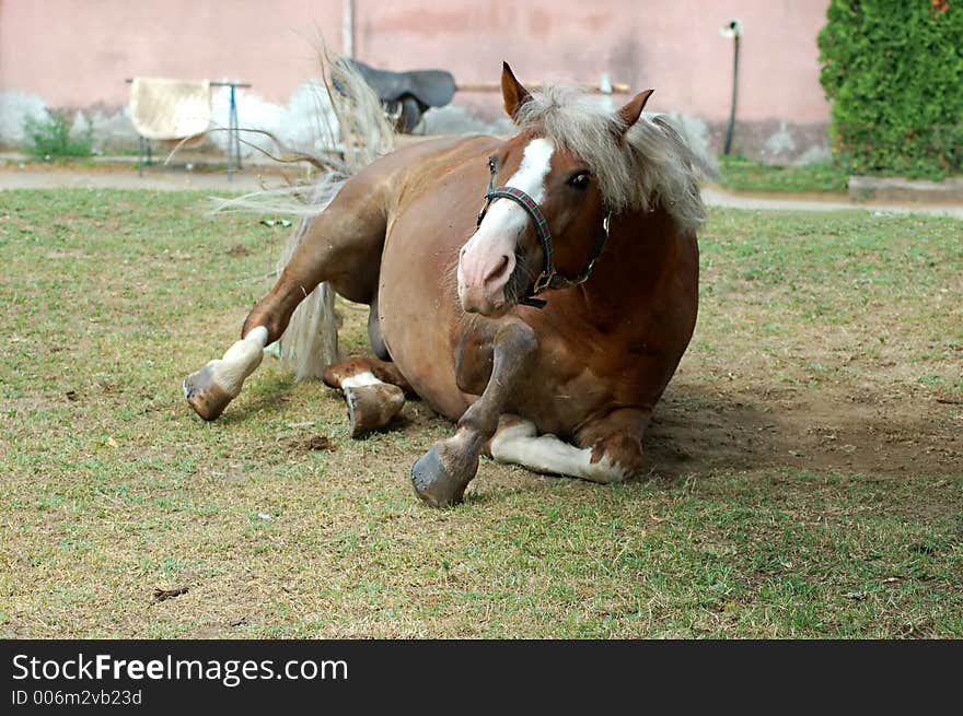 Horse on a green grass