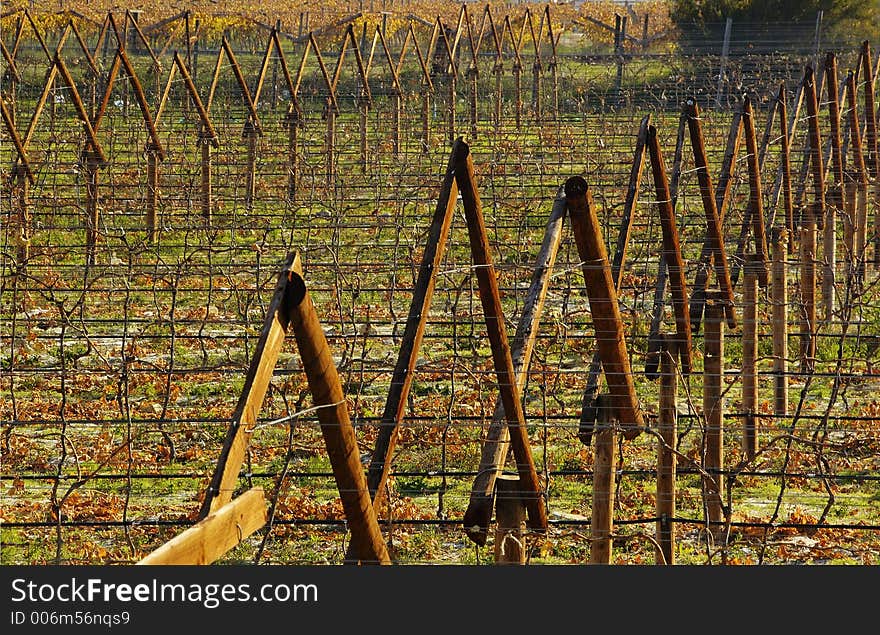 The vineyards at De Doorns, Hex River Valley, South Africa, during fall. The vineyards at De Doorns, Hex River Valley, South Africa, during fall.