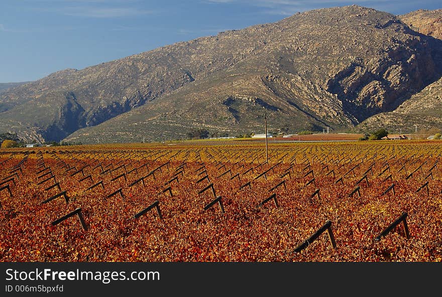 The vineyards at De Doorns, Hex River Valley, South Africa, during fall. The vineyards at De Doorns, Hex River Valley, South Africa, during fall.