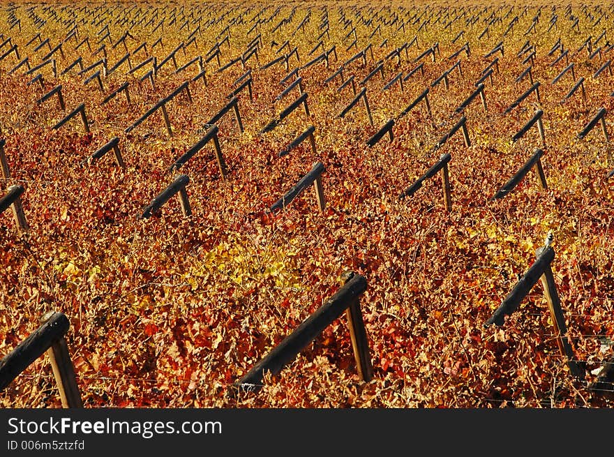 The vineyards at De Doorns, Hex River Valley, South Africa, during fall. The vineyards at De Doorns, Hex River Valley, South Africa, during fall.