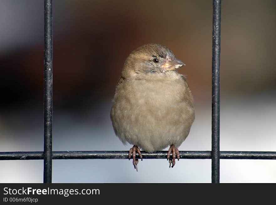 Bird on fence