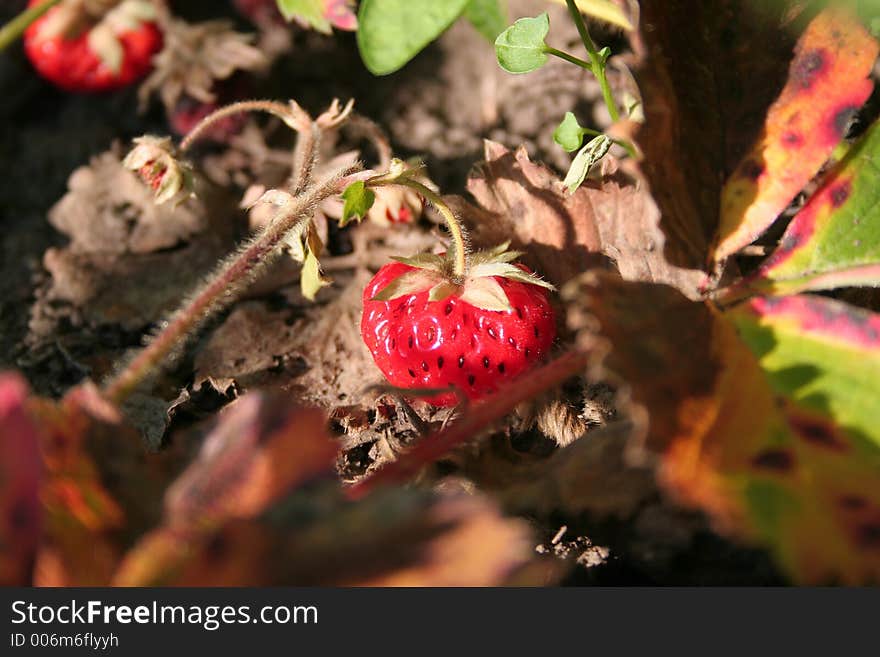 Strawberry on branch