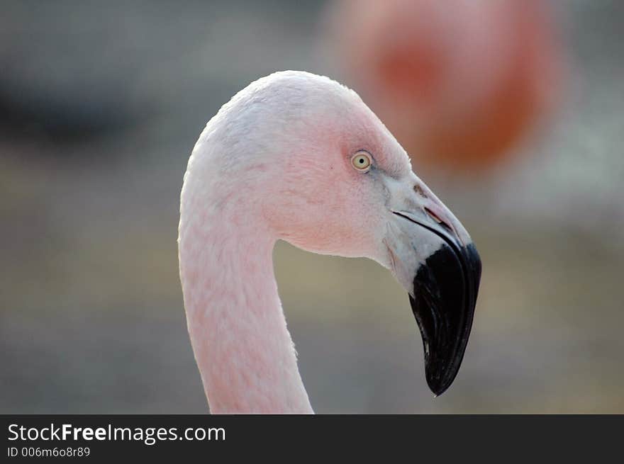 Closeup of a flamingo's head and neck. Closeup of a flamingo's head and neck