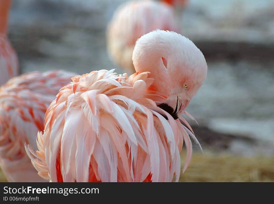 Flamingo