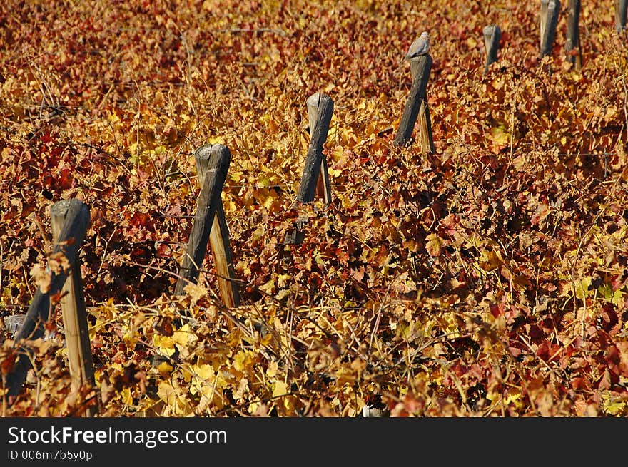 The vineyards at De Doorns, Hex River Valley, South Africa, during fall. The vineyards at De Doorns, Hex River Valley, South Africa, during fall.