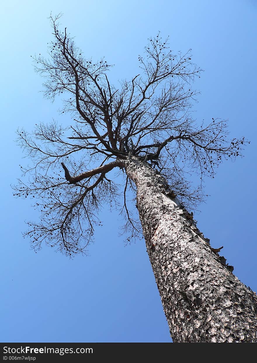 Big dry larch tree in winter time, Japan