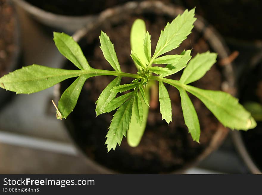 Small potted plant, shallow dof. Small potted plant, shallow dof