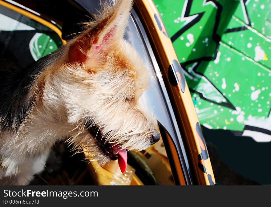 Dog leaning out a car window