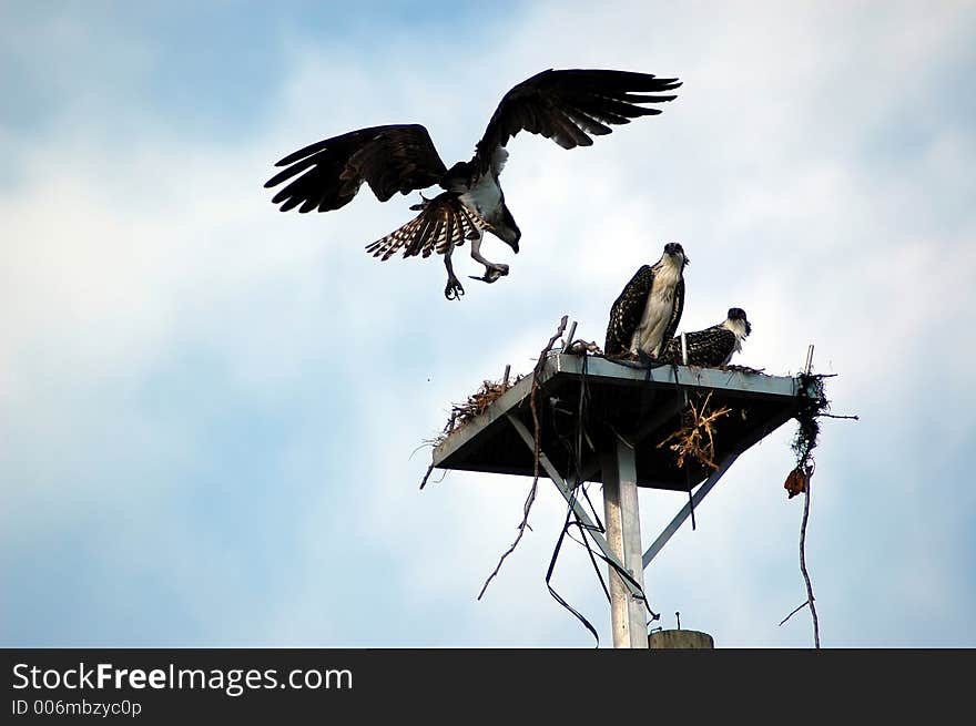 Osprey family