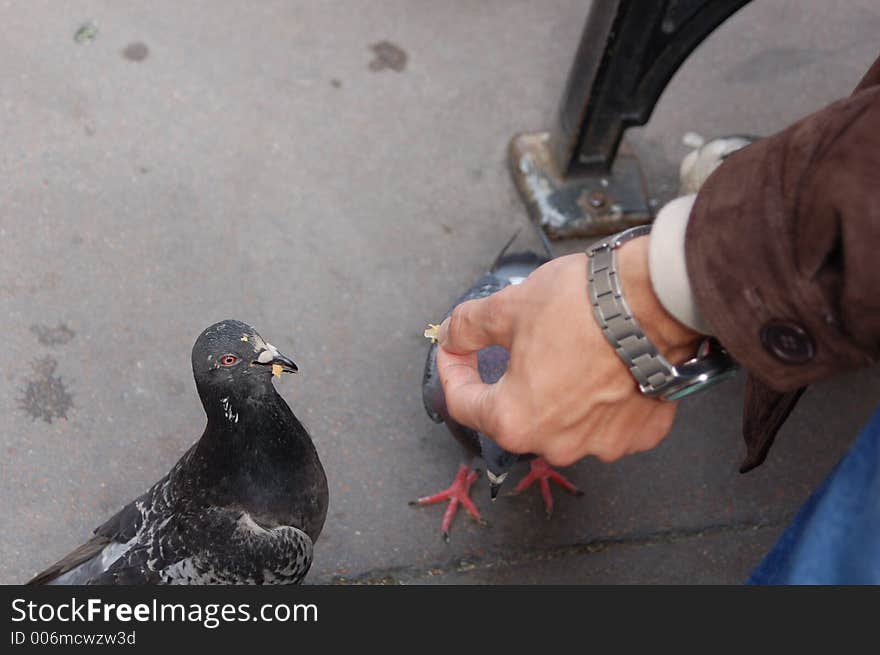 Hand Feeding a Pigeon