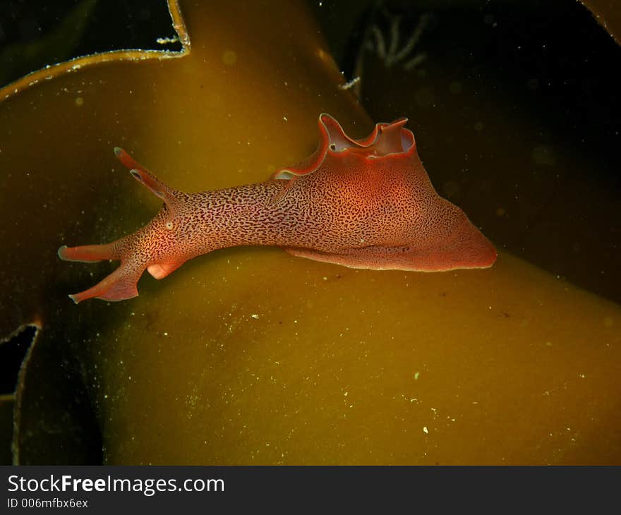 Small Nudibranch hidden amoungst the kelp