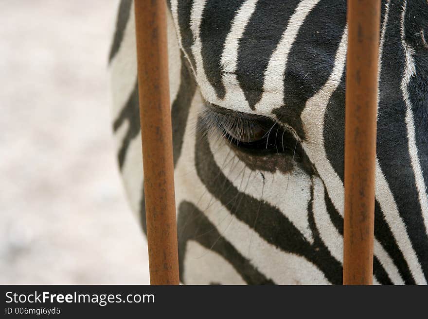 Zebra eye