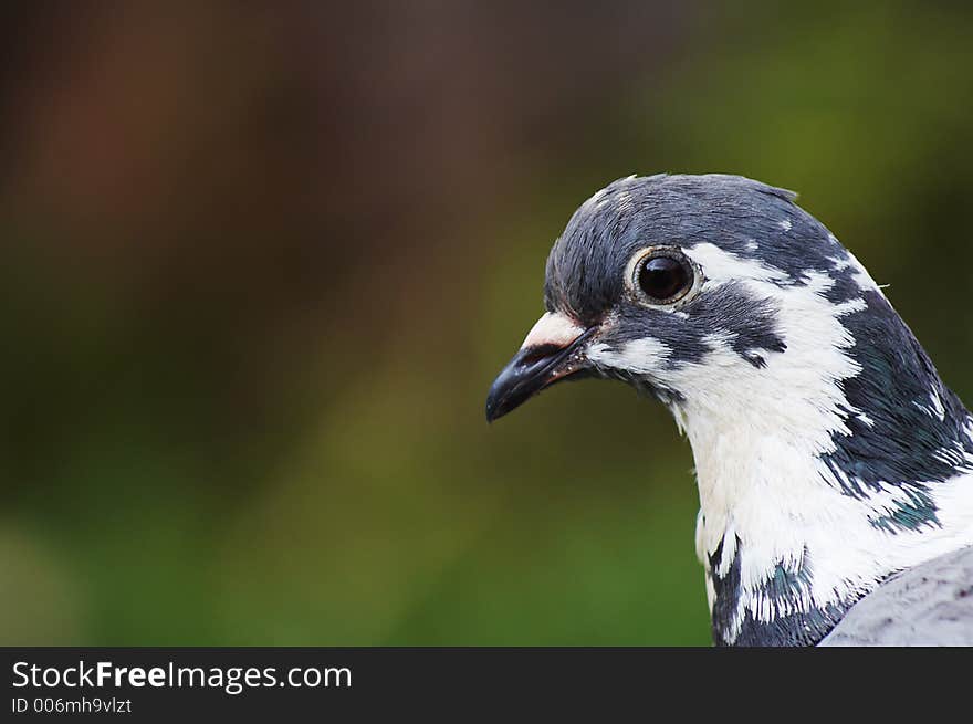 Madeira's pigeon. Madeira's pigeon