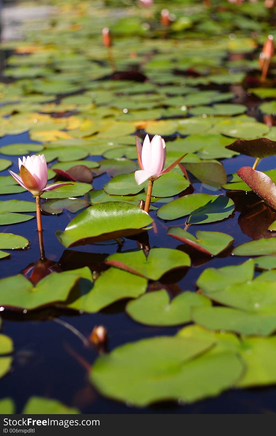 Waterlilly