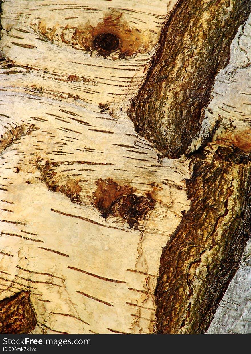 Old knarled tree with golden bark and scars. Old knarled tree with golden bark and scars