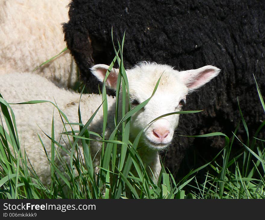 Lamb hiding in the grass. Lamb hiding in the grass