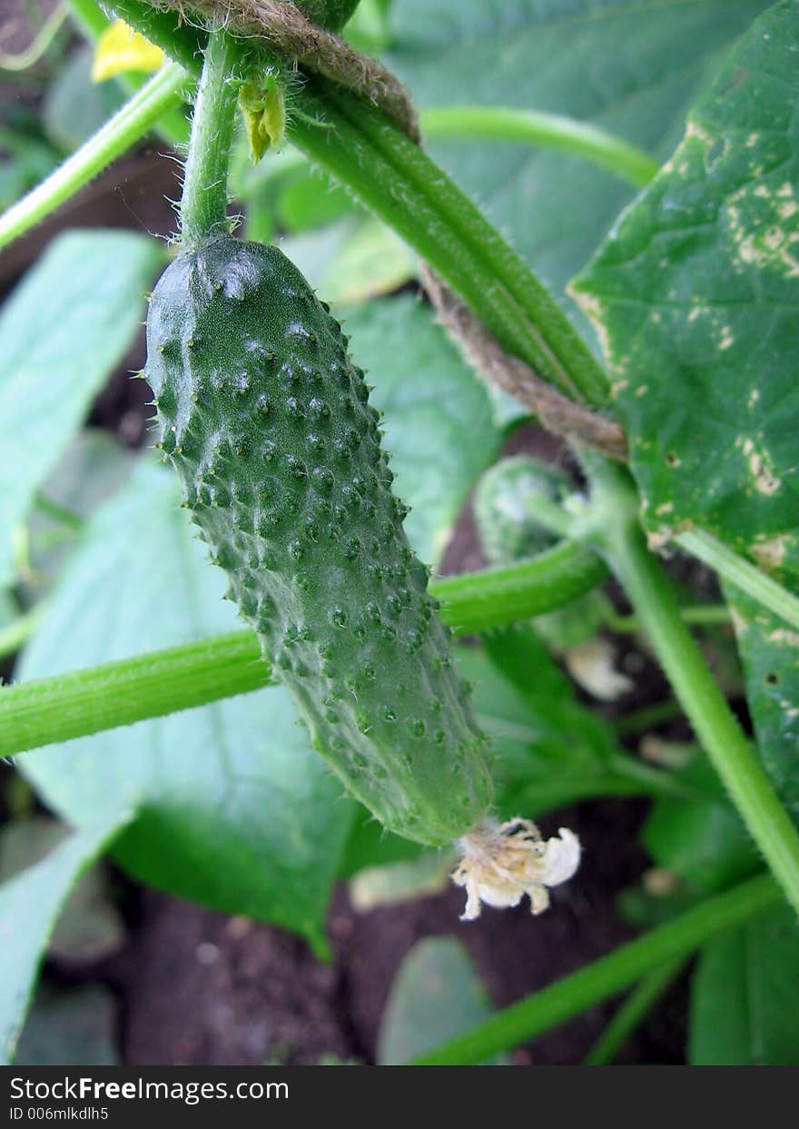 Cucumber