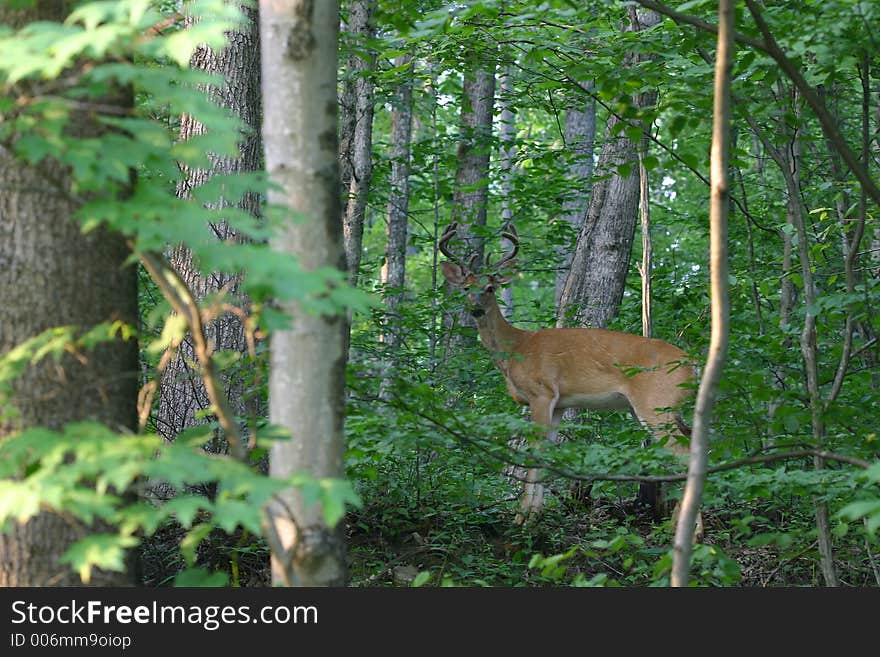 Antlered Whitetail Deer in Velvet