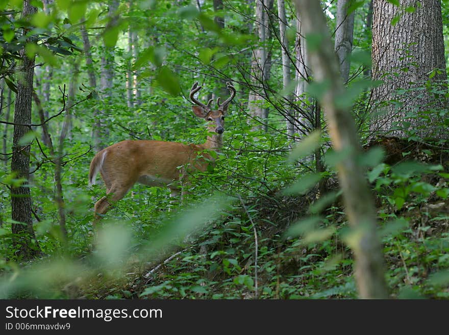 Antlered Whitetail Deer in Velvet