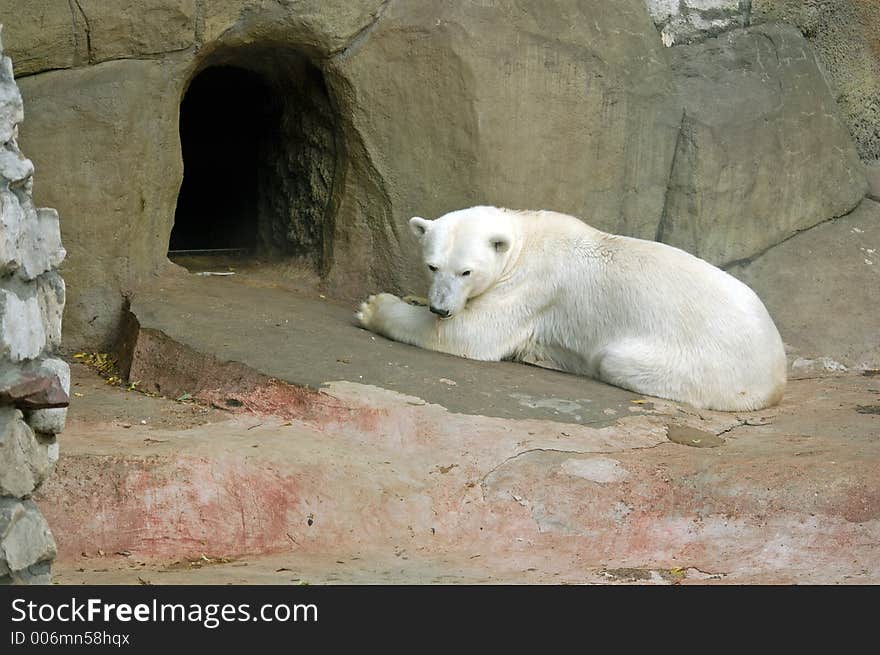 Polar bear