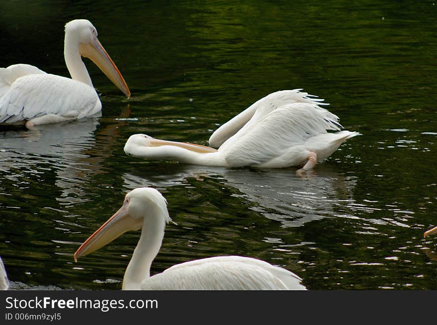 Pelicans