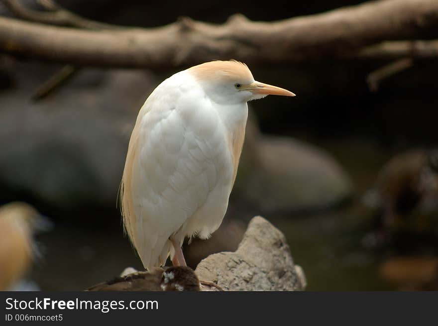 Cattle Egret