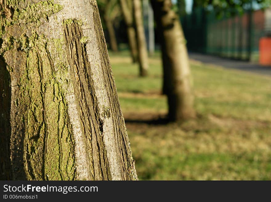 Close/far Away Bark