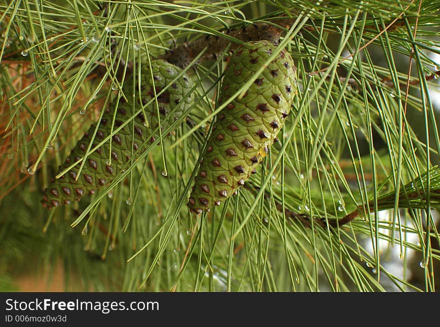 Two Cones on a pine try wet after the rain. Two Cones on a pine try wet after the rain