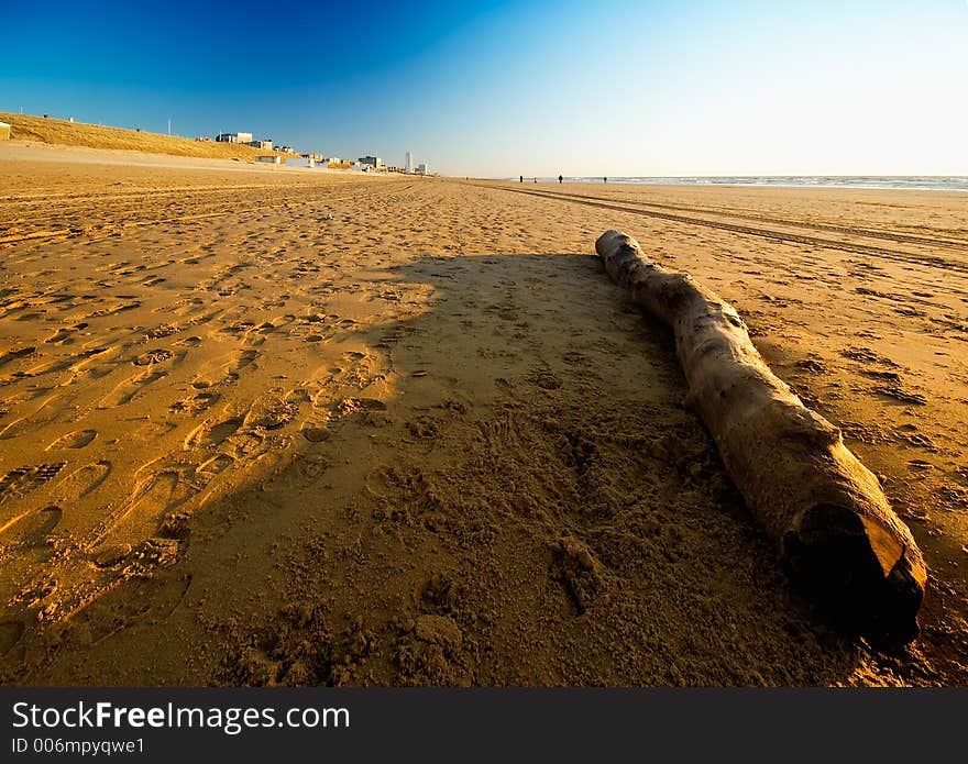 Driftwood on the beach in the netherlands